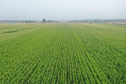 保护东北黑土的建议,保护黑土地端好中国饭碗