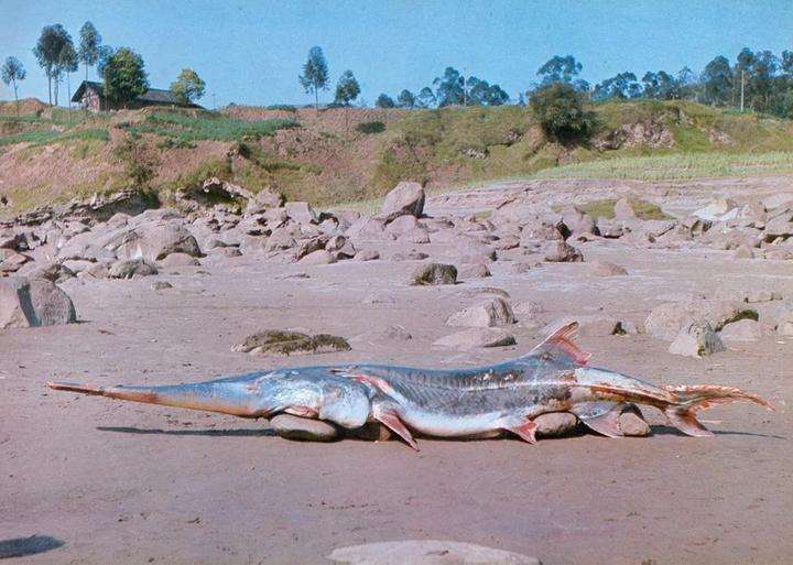 十年禁渔看长江鱼群物种更多样,长江禁渔仅两年就鱼群翻涌