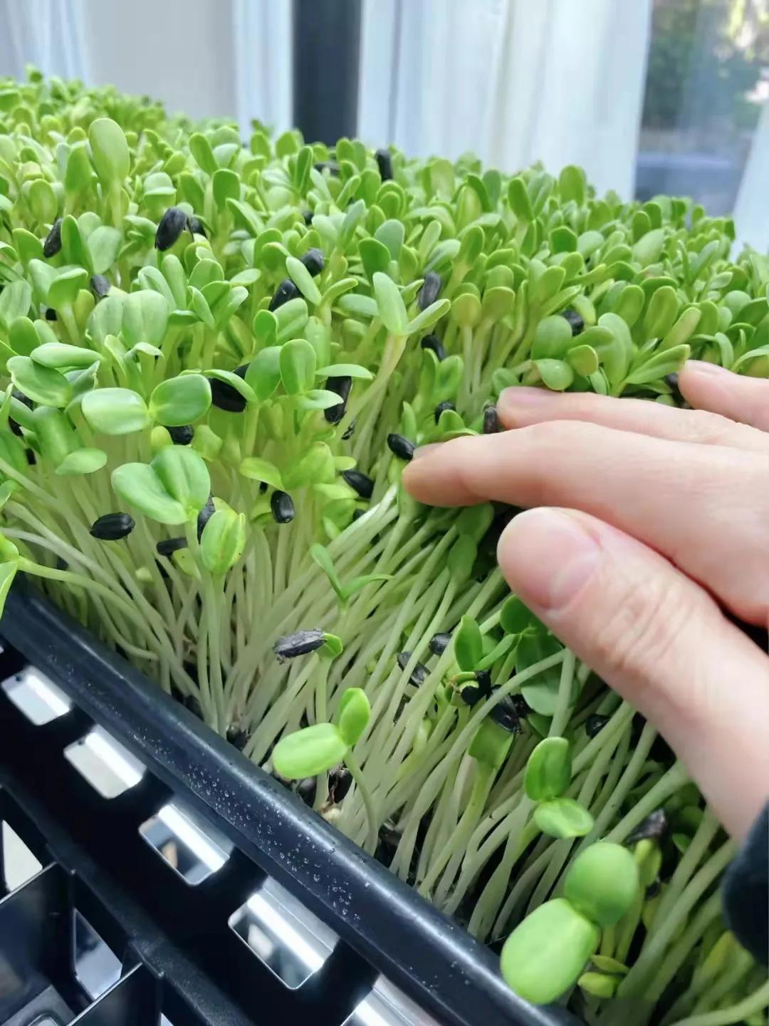 在美国可以吃到的蔬菜,美国超市里的菜都有哪些