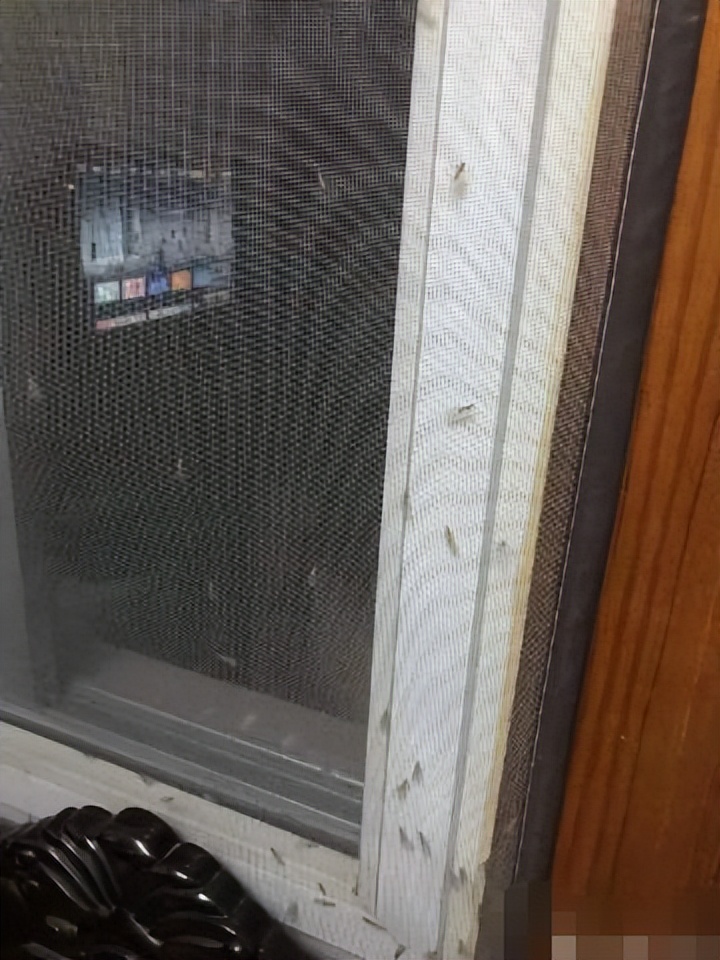 为什么上海今年出现大量白蚁,上海白蚁成群出现说明什么