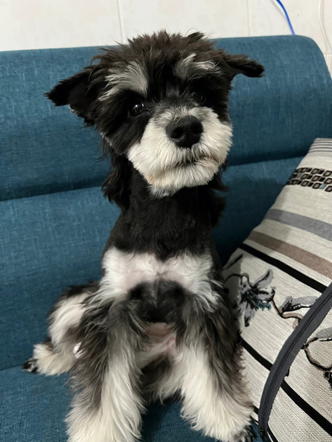 很容易养熟的6种狗早养早享受,最适合新手养的10种狗狗