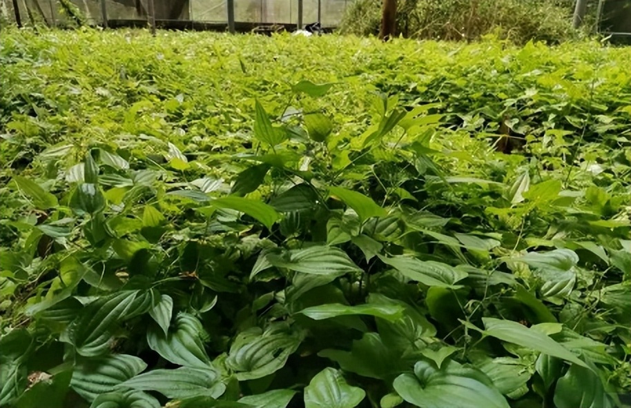 每天学一味中药百部,一味中药百部图片及功效