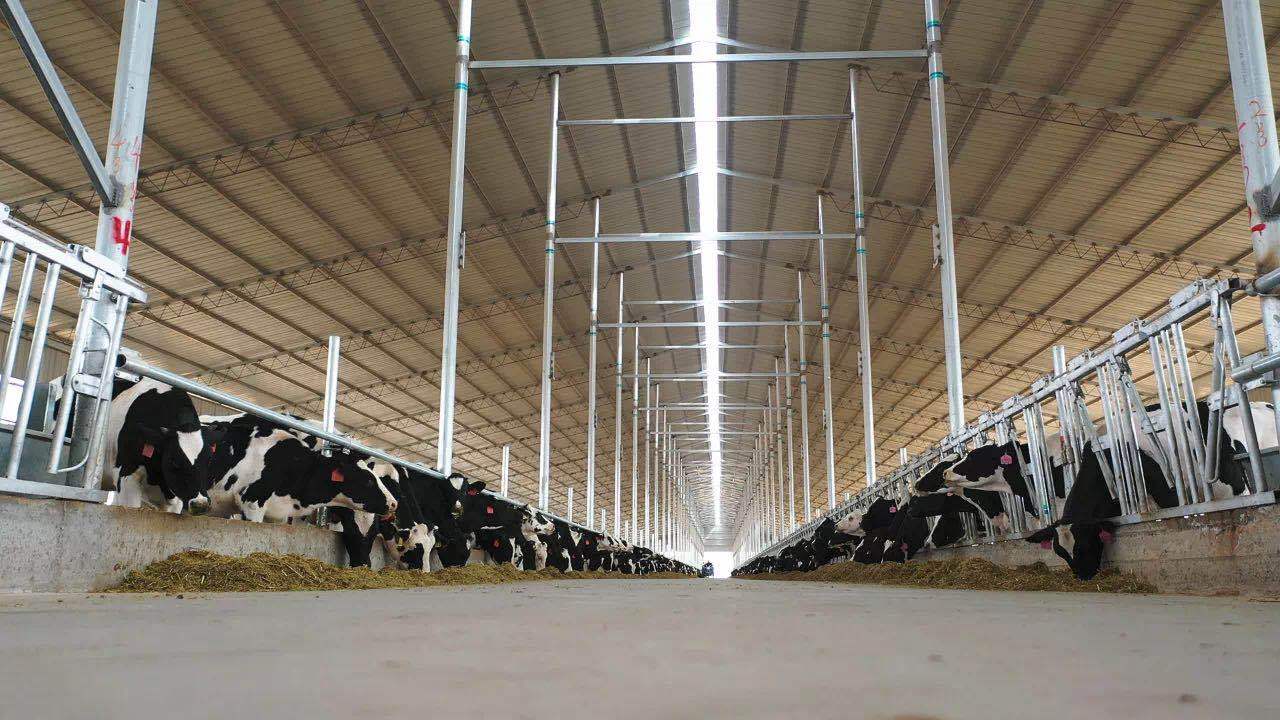 奶牛养殖场建设的标准是,奶牛养殖小区管理