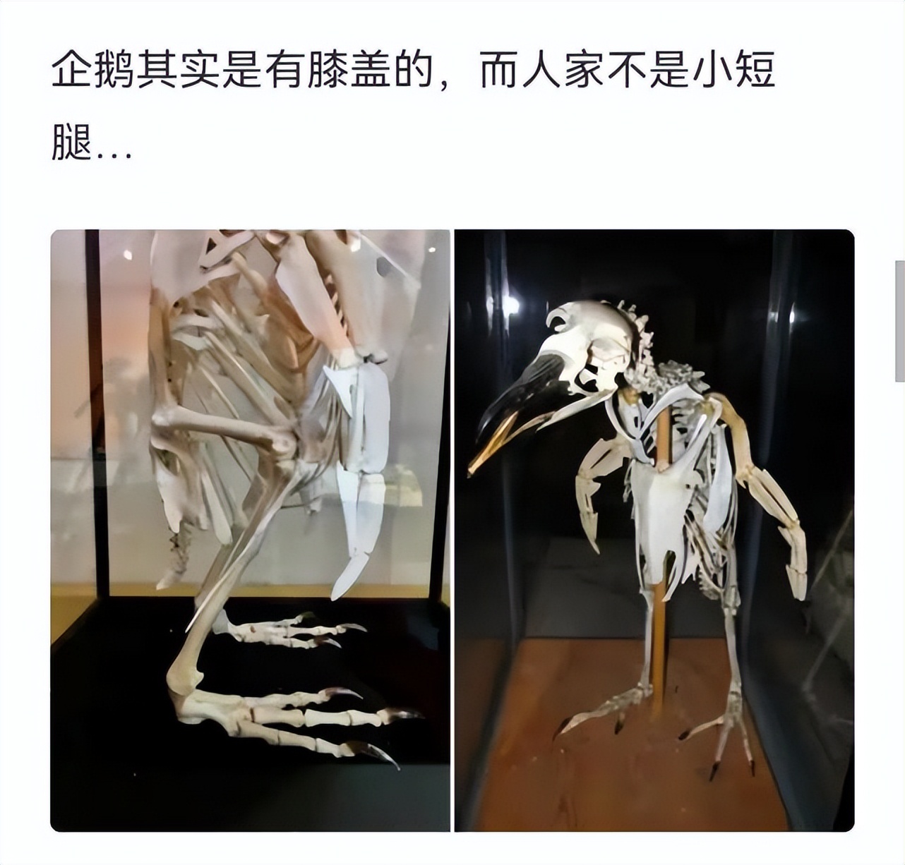 神回复：我有个朋友尿分叉是怎么回事？