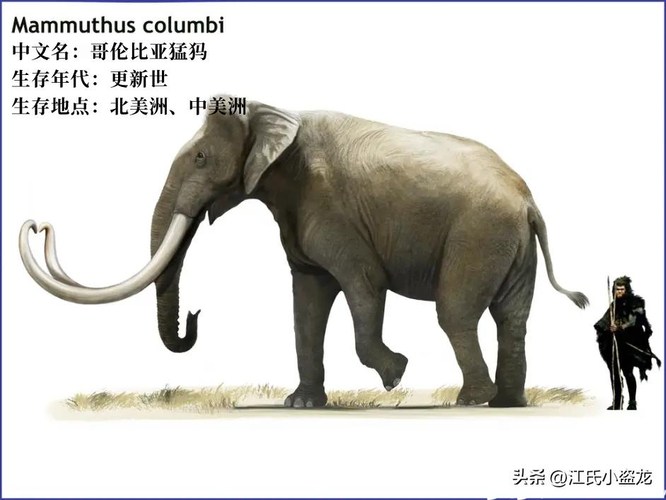 史前巨兽猛犸象还能复活吗,史前巨兽板齿犀和猛犸象谁最大