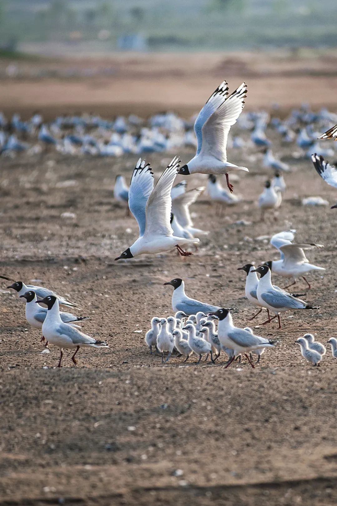 什么鬼城市,煤炭鬼城