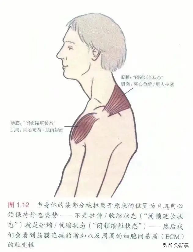 脸胖下垂是什么原因,脸肥下垂