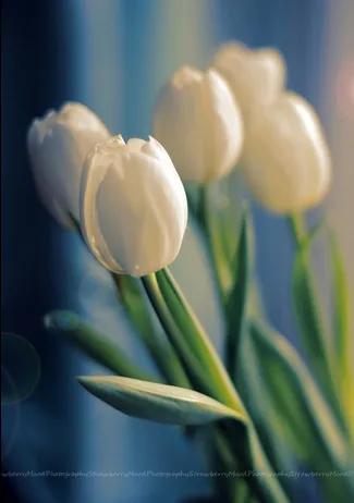 郁金香花的花语和传说,古代花语郁金香