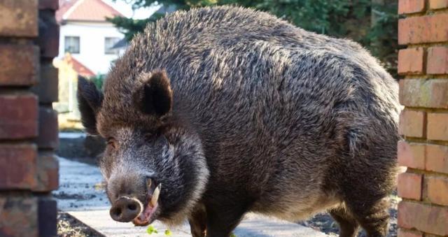 “猪肉热潮！野猪肉首度亮相市场，你绝对不能错过！”