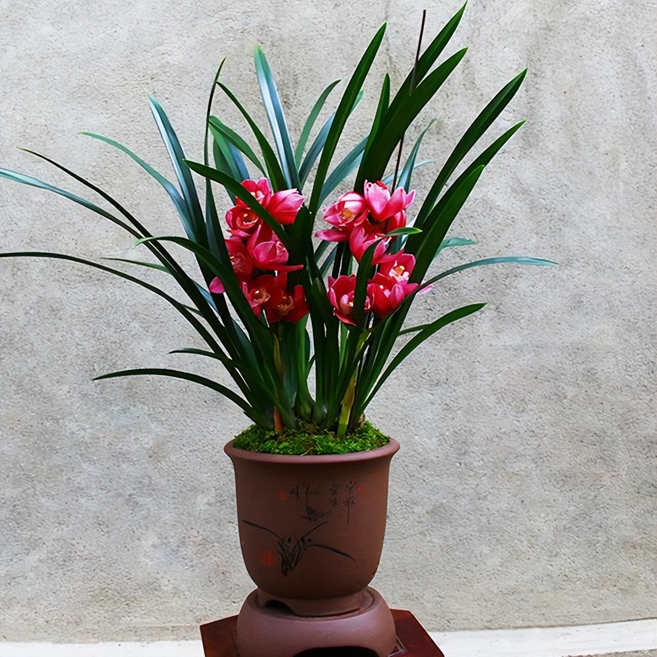 此兰正值盛花期,什么兰既好养开花又香