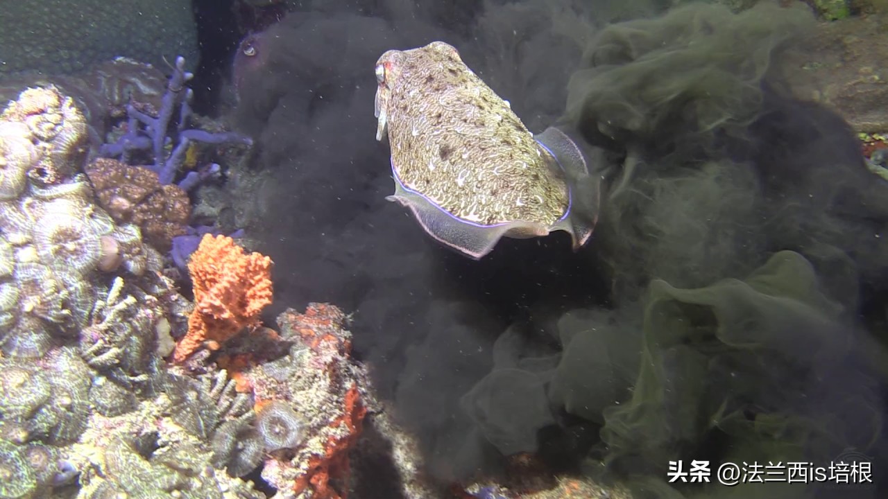 女子煮墨鱼没放墨汁似熬沥青,女子首次煮墨鱼没倒墨汁似熬沥青