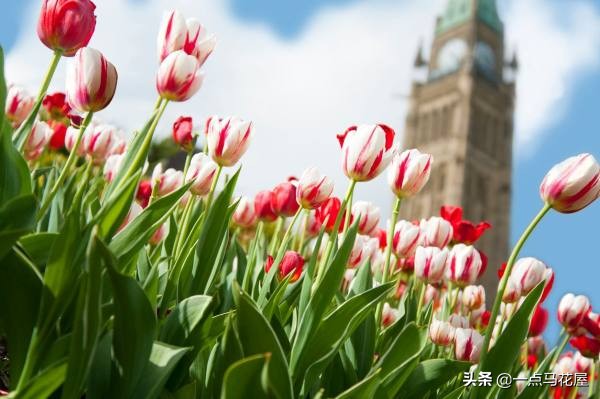 夜皇后郁金香,郁金香粉红皇后