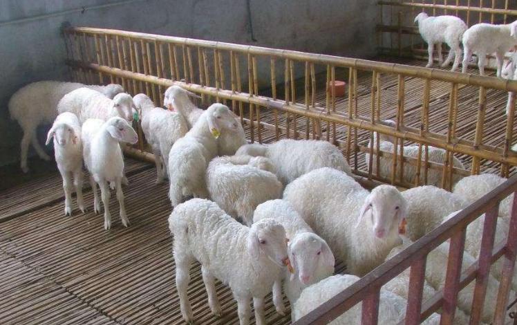 羊排尿困难、尿不下来怎么办？羊尿不下来尿怎么治？看完就知道了