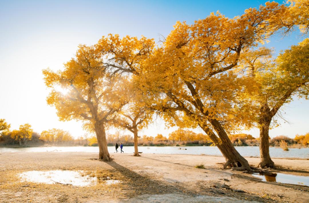 全世界仅存三处！一年只美21天！这场“黄金盛宴”，只因它而起