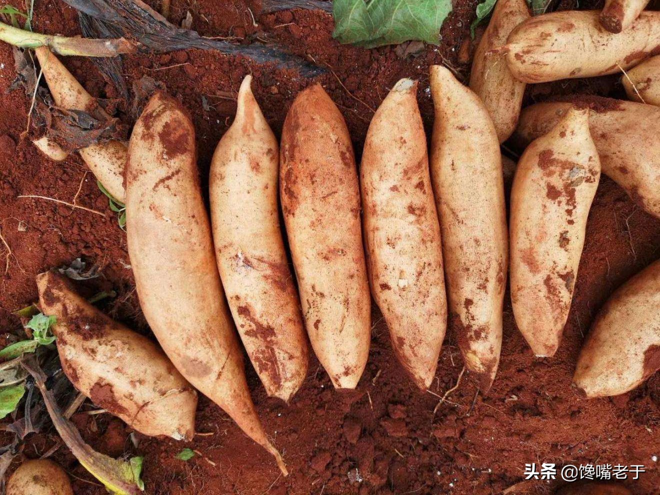 糖分比较低的适合老年人吃的水果,低糖高营养中老年人要多吃