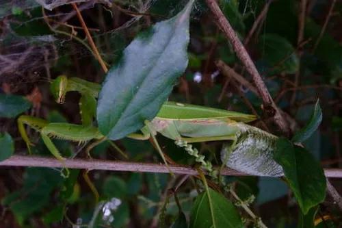 螳螂吃掉自己丈夫的头,螳螂为什么吃掉配偶螳螂吃蛇