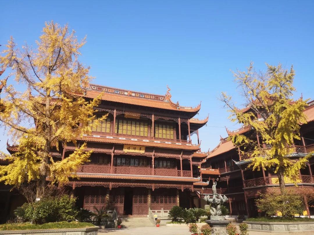 二严寺万佛阁银杏黄啦~古刹银杏，来领取奉贤最禅意的浪漫