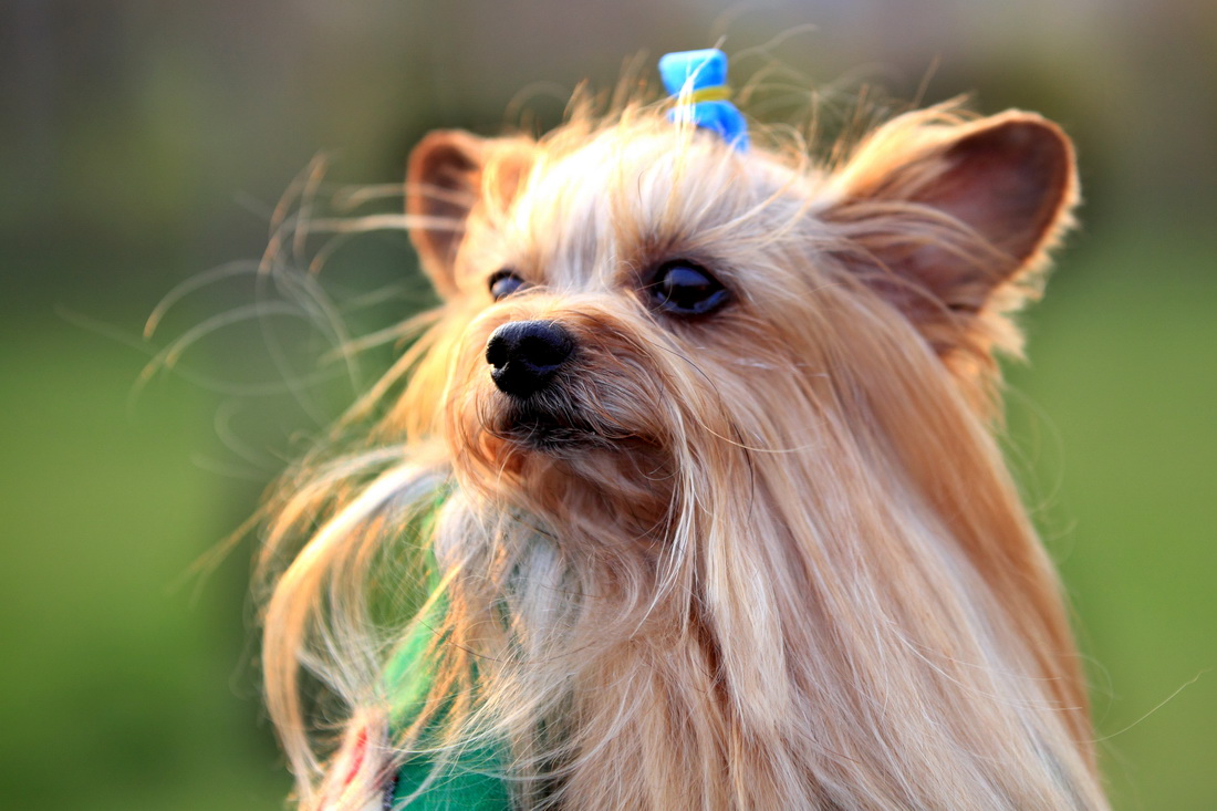 最适合懒人养的狗约克夏,养狗就养约克夏