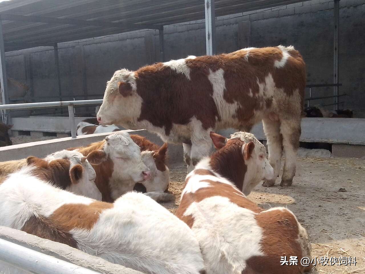 肉牛养殖技术和方法有哪些,肉牛养殖技术养牛