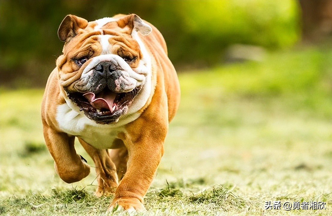 100种常见的宠物狗,常见的宠物狗种类图片和名称