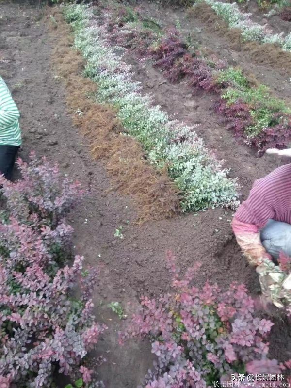 红叶小檗紫叶小檗的价格,红叶小檗幼苗批发基地
