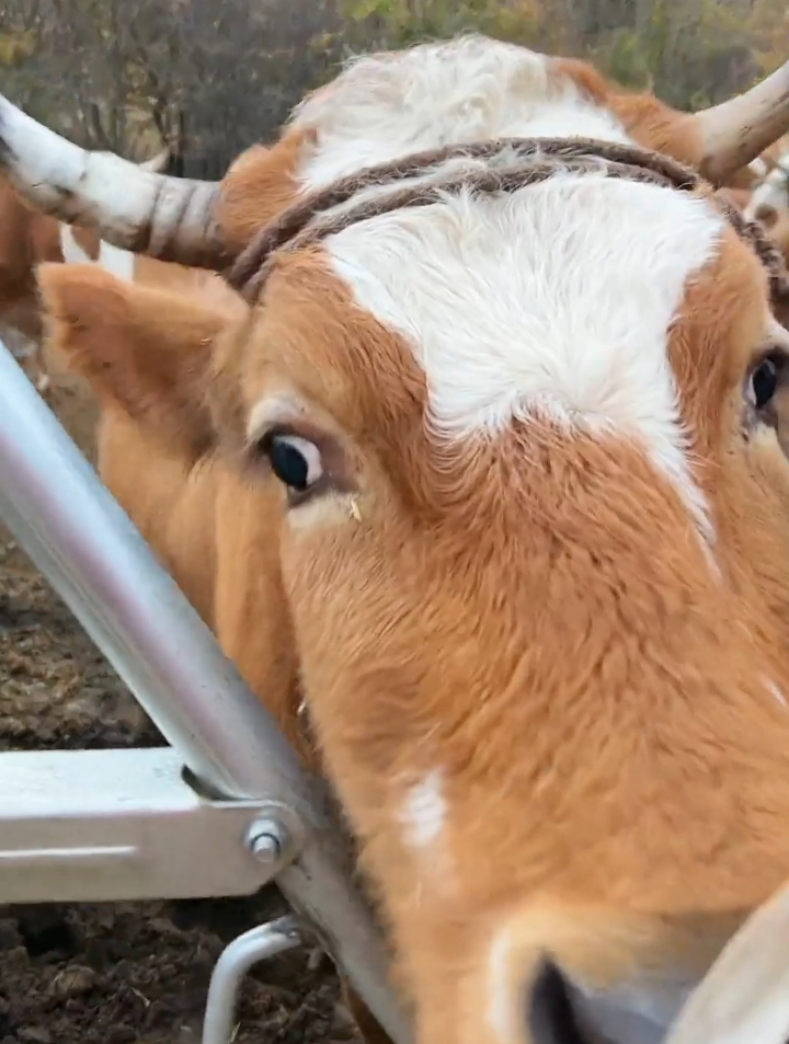 牛在任何时候都会吃东西吗,牛总是吃草吃不饱不吃了怎么办