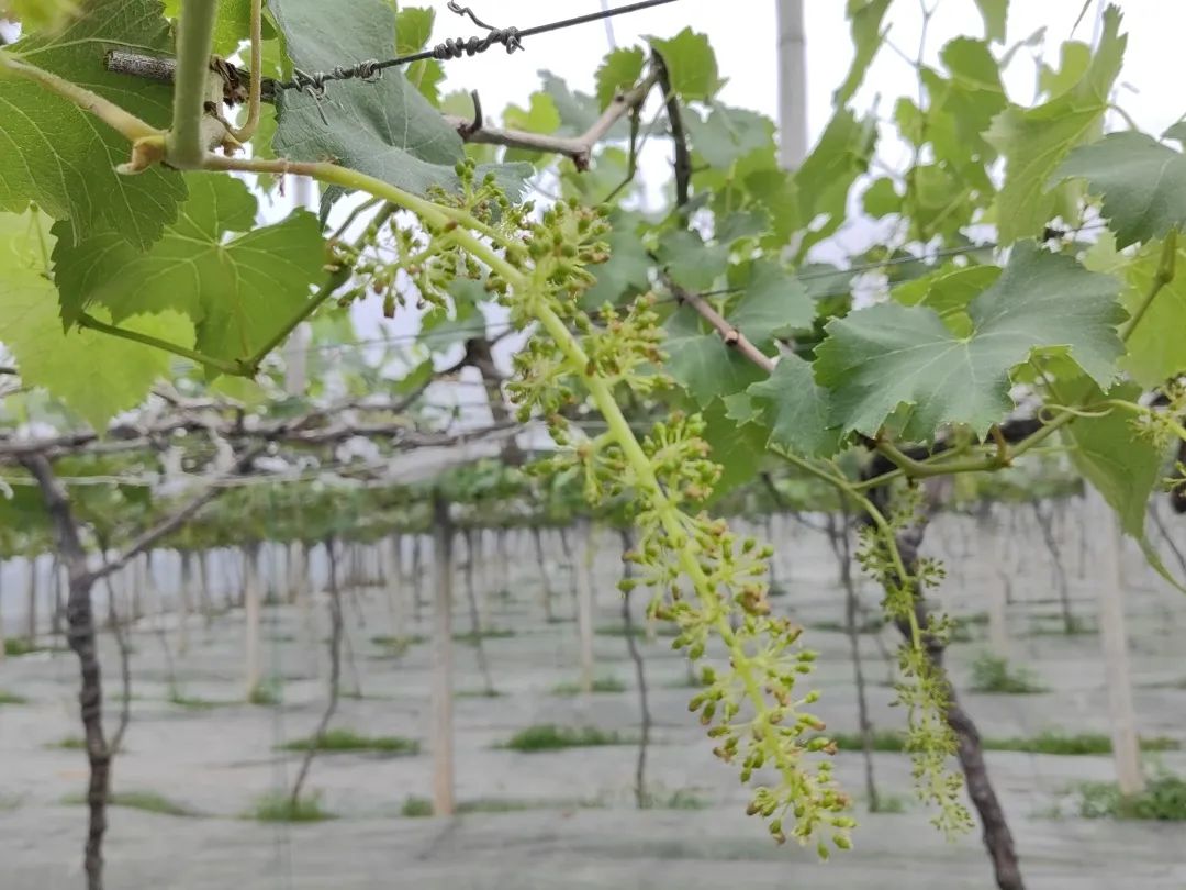 新洋丰肥业复合肥料,洋丰肥料和新洋丰有什么区别