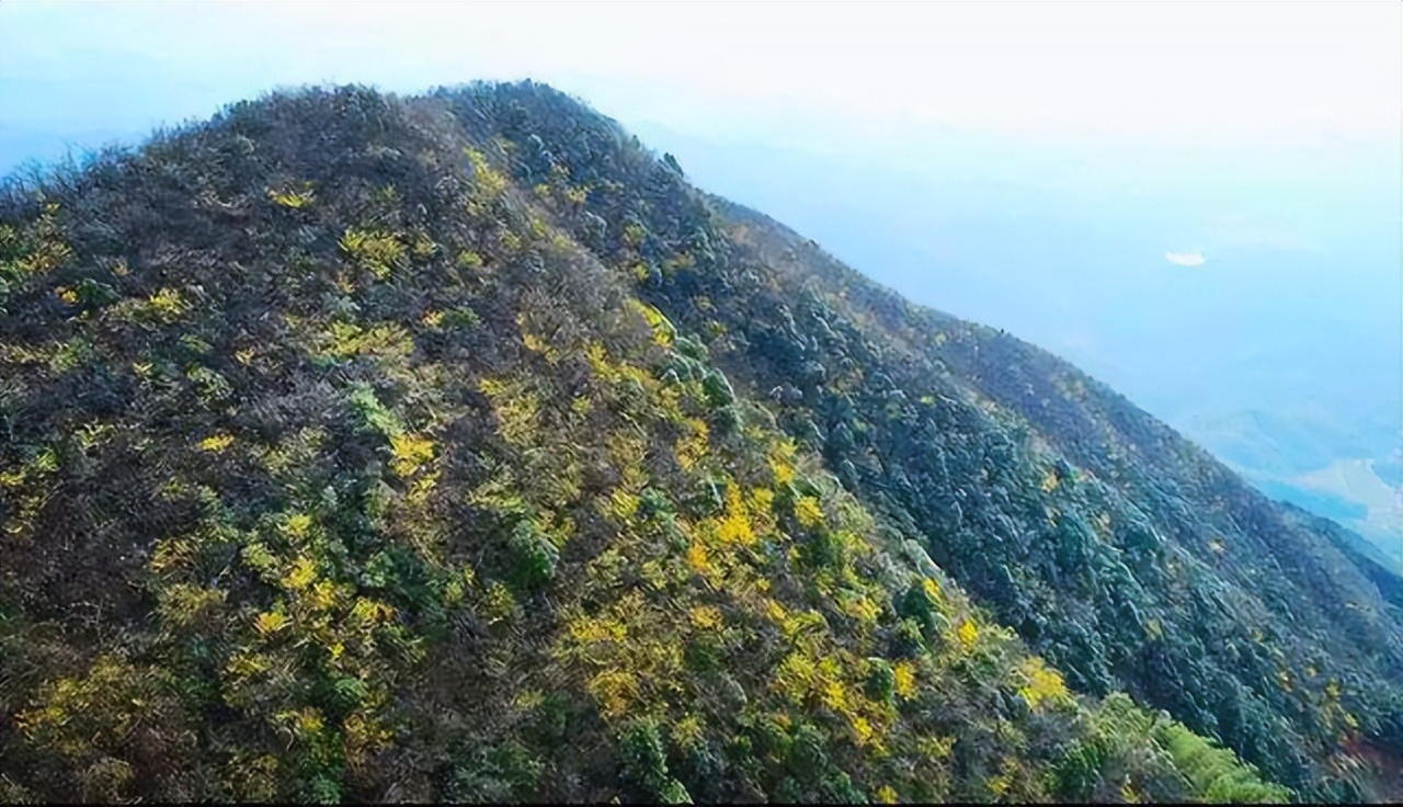 金缕梅属于名贵花卉吗,金缕梅与北美金缕梅区别