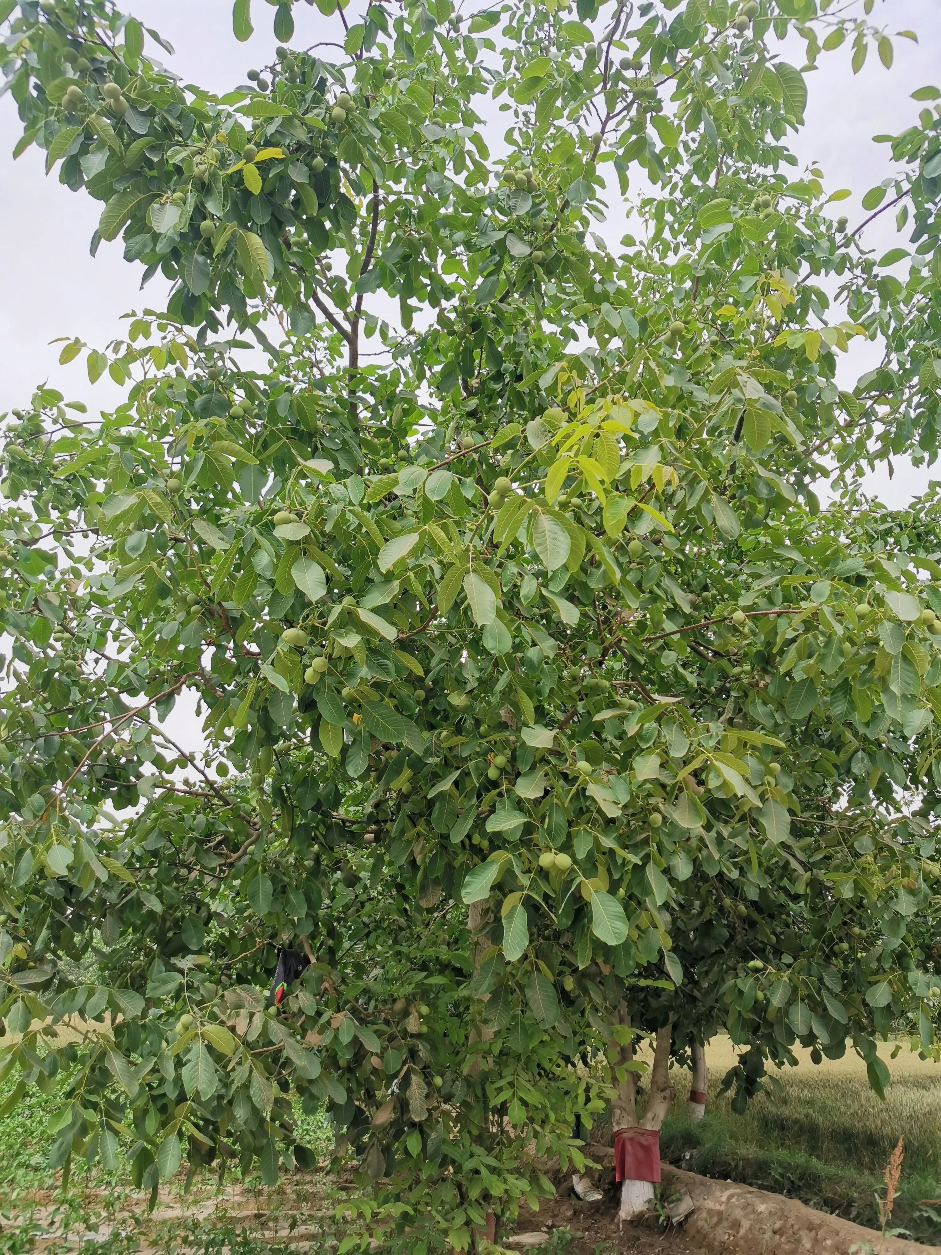 骑行新疆喀什噶尔,和田至阿拉尔沙漠公路骑行攻略