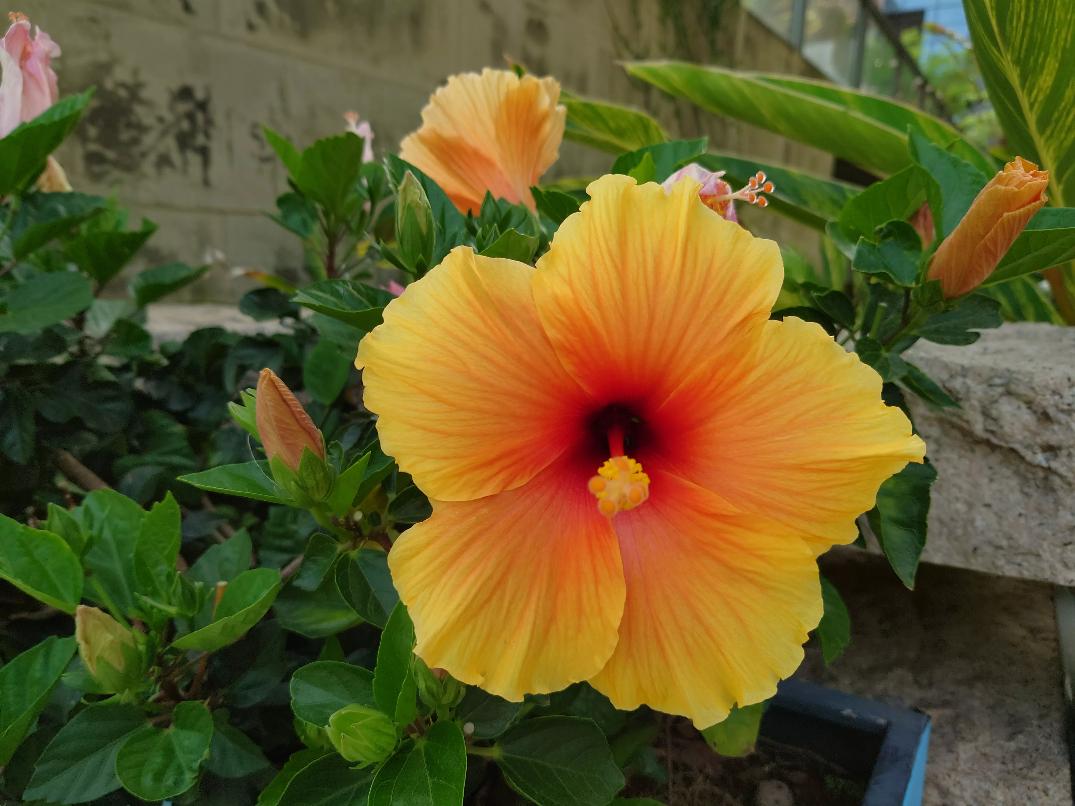 想入手索尼Xperia1IV？且看Xperia1III影像体验预习一下