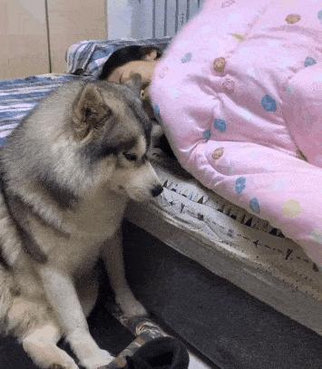 狗狗为什么爱趴在主人胸前睡觉,狗狗不愿意和主人睡