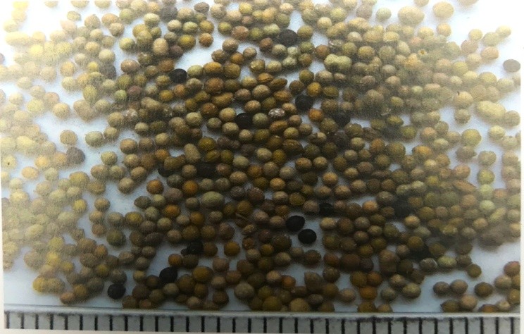 《药你明白》专栏:每天学一味中药:菟丝子