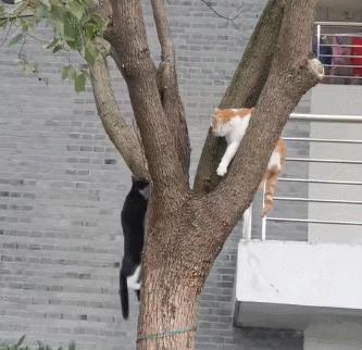 全世界唯一一只世界上最大的猫,世界上最小的体型最大的猫