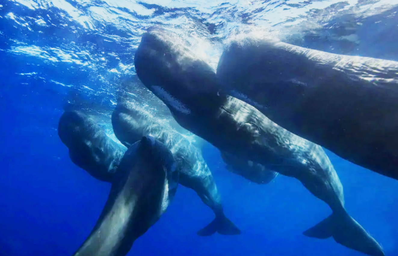 非常好闻！了解下世界昂贵的分泌物