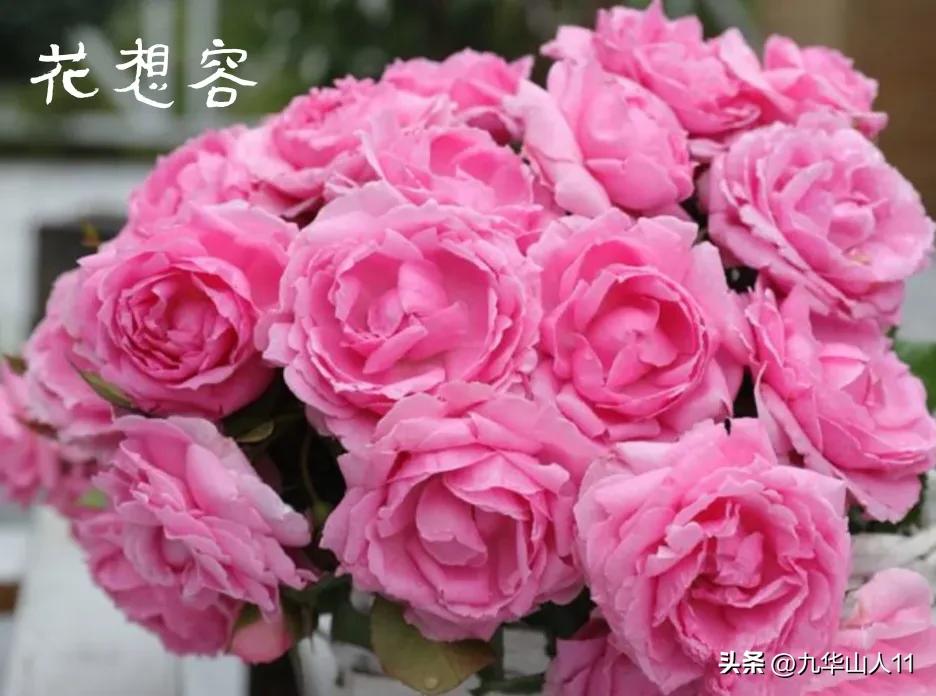 天狼无刺多头月季品种有哪些,天狼十大藤本月季排名