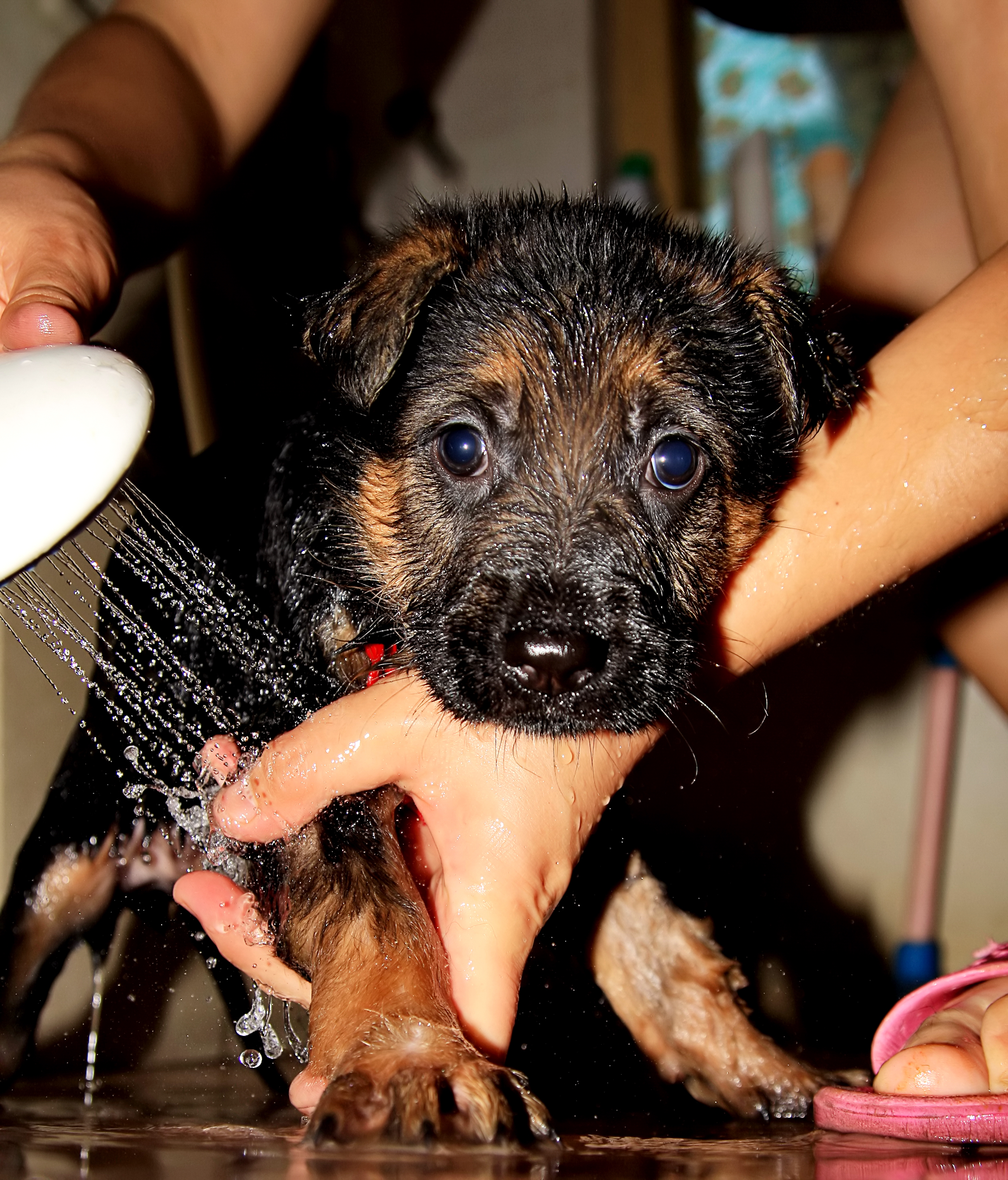 德牧养殖技术书籍大全,德牧饲养攻略