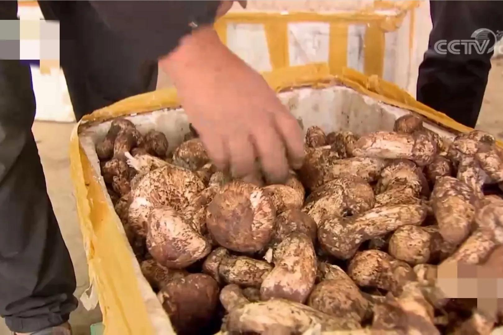 看云南男子如何玩转山货,成功带领1000位农民致富,销售额2000万