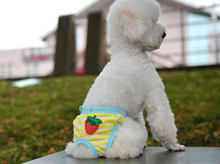 女生养狗养公的好还是养母的好,女生养狗有什么讲究