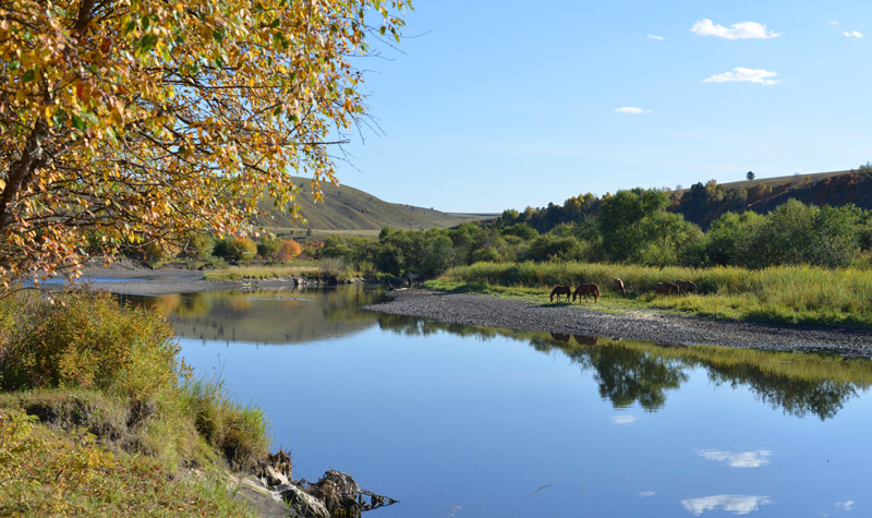 散文|艾平：樟子松随想