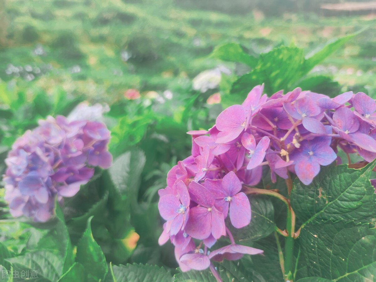 宝剑锋从磨砺出梅花香自苦寒来ppt,宝剑锋从磨砺出整首诗