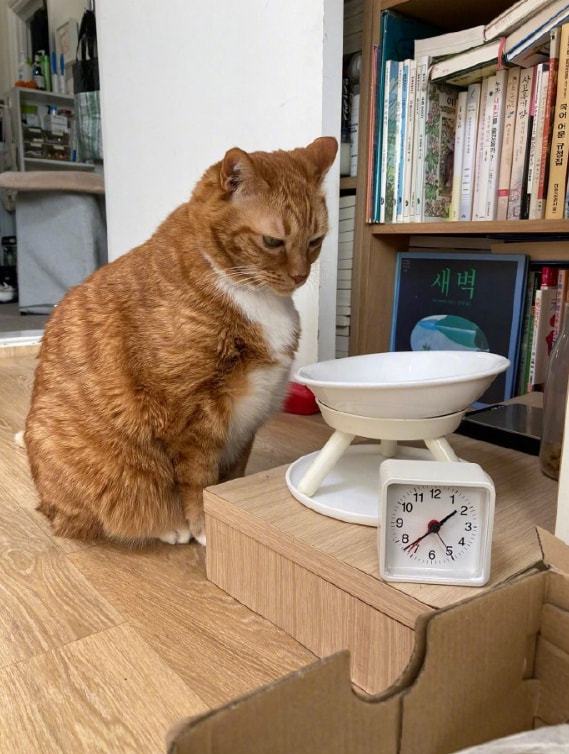 原来猫咪也害怕打针,原来猫咪也怕打雷