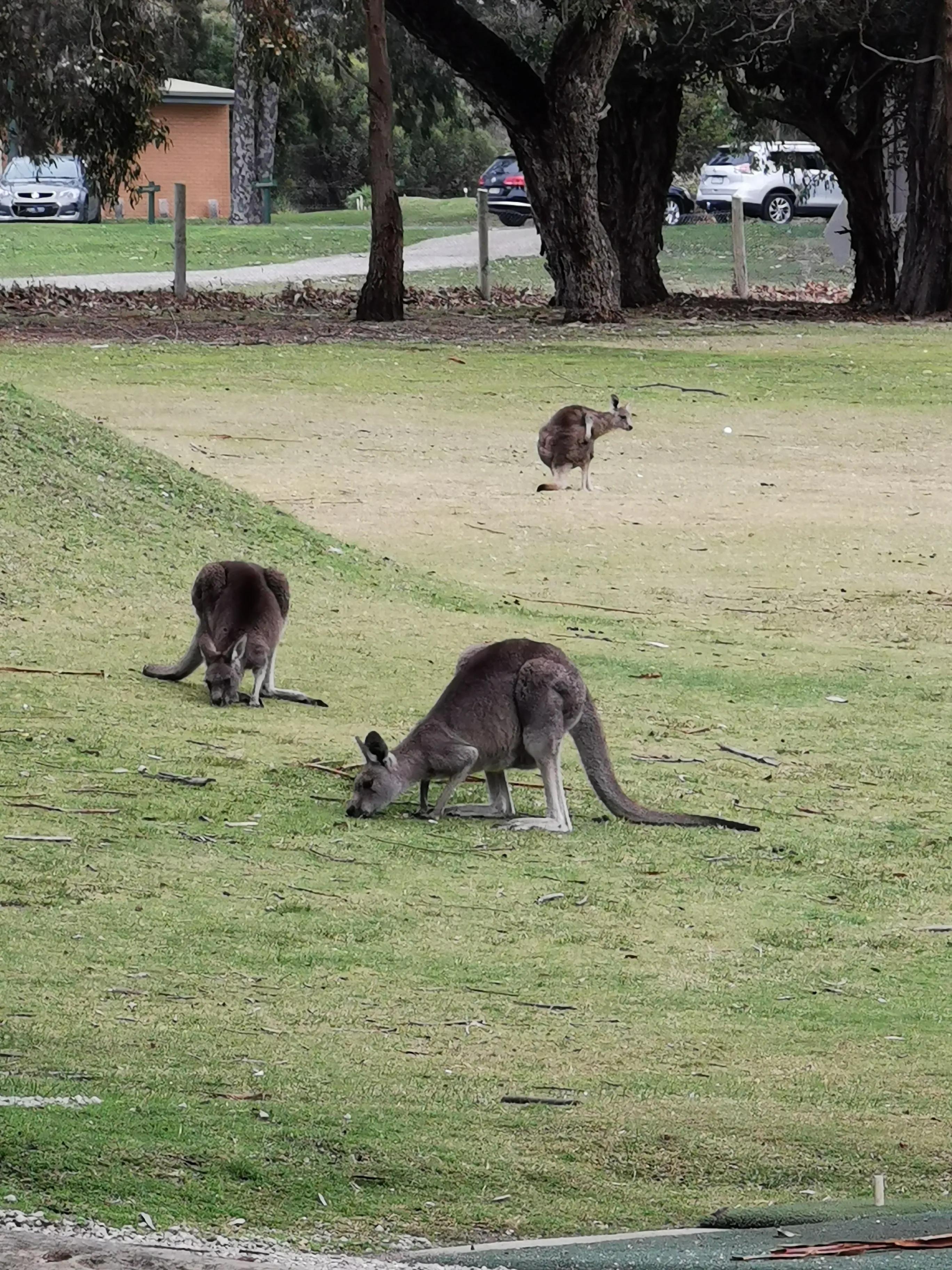 中澳两国的差异,中澳教育的差异引人深思