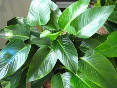 海南金钻还是云南金钻凤梨好吃,小型金钻和大金钻绿植能长多高