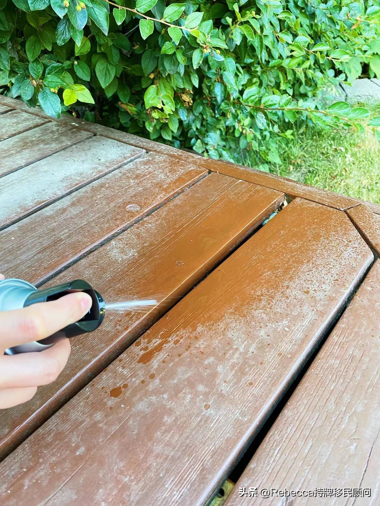 老外大量消灭马蜂,加拿大怎么除蟑螂