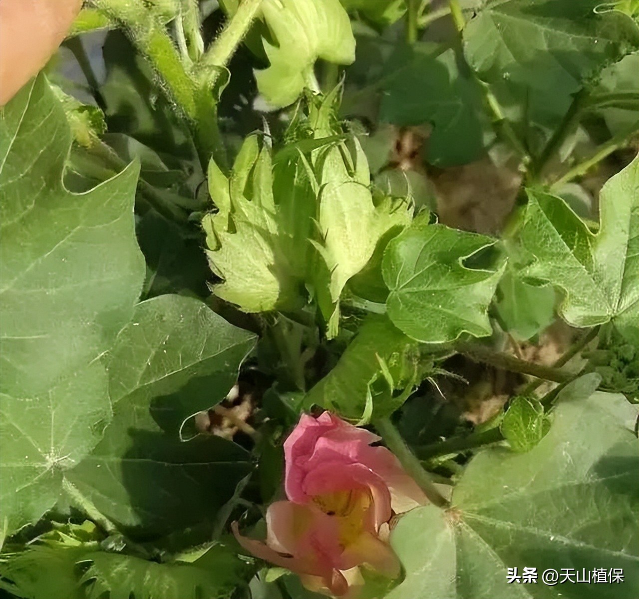 棉花现蕾少怎么回事,棉花分布不均匀怎么办