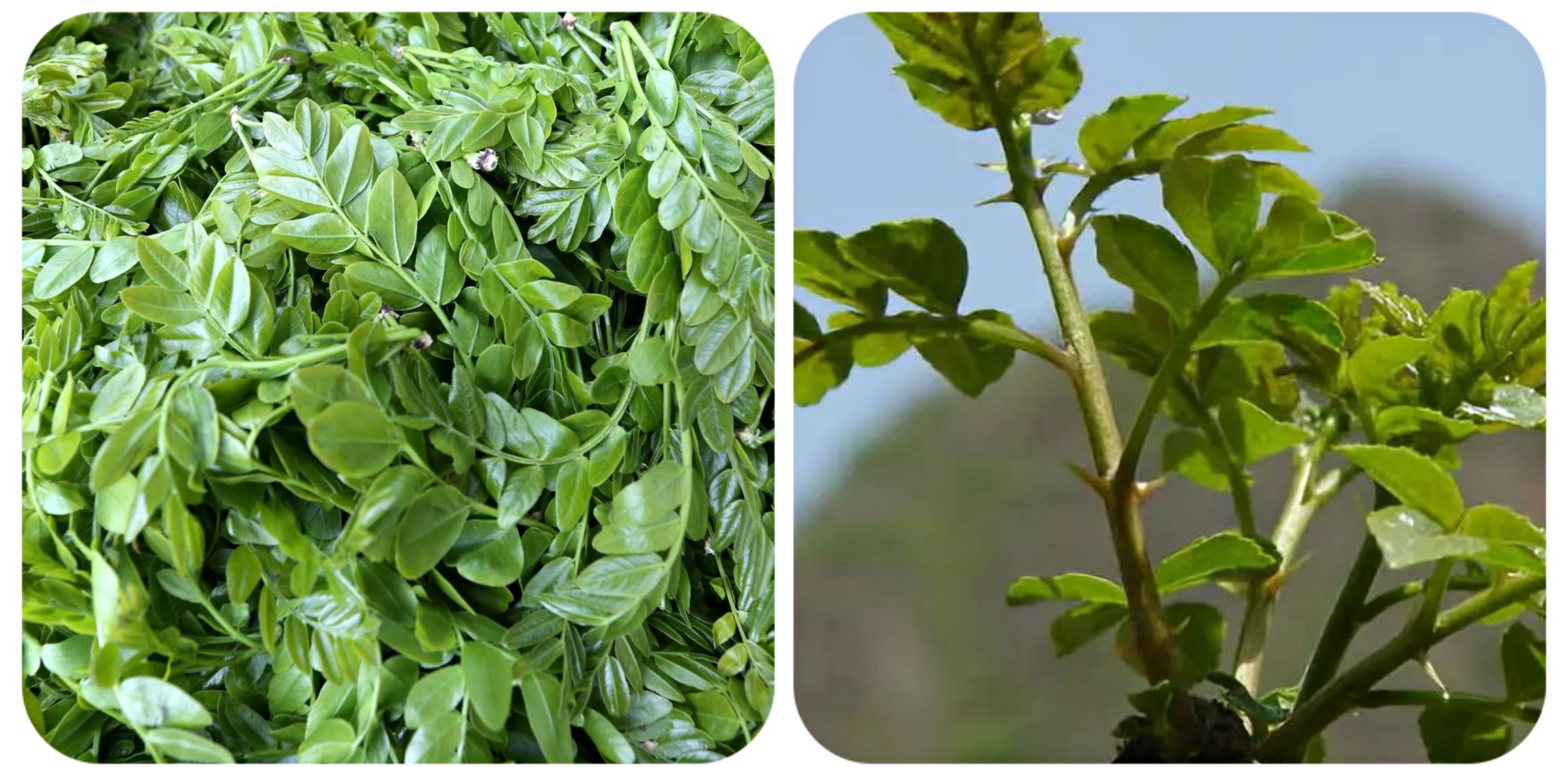 100种野菜大全图解,认识100种野菜视频大全完整版