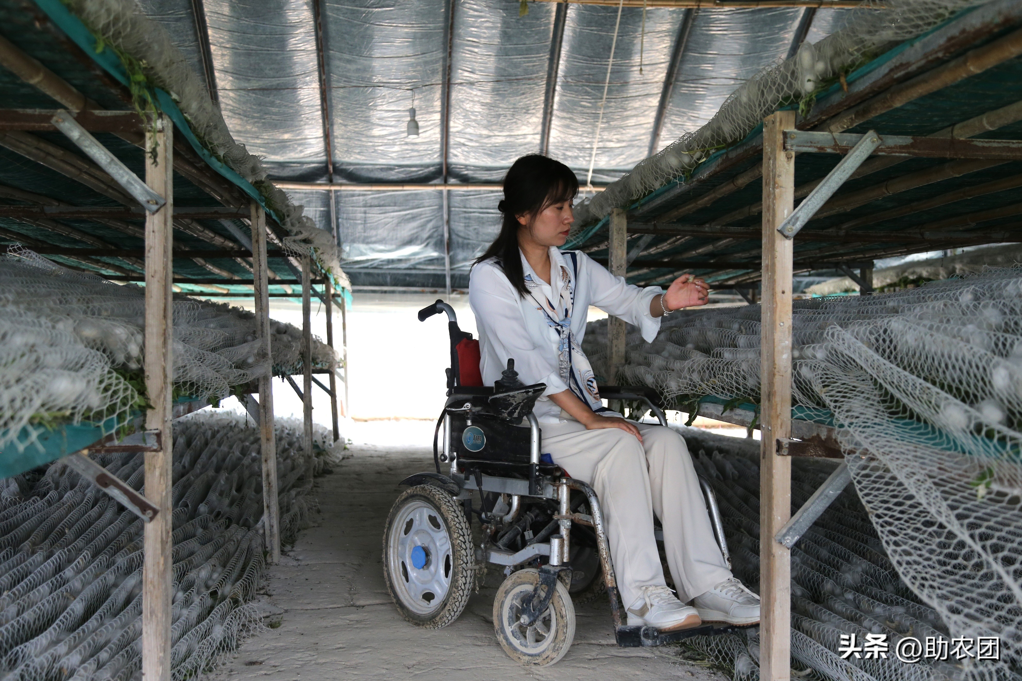 轮椅女孩创业致富,轮椅女人创业视频