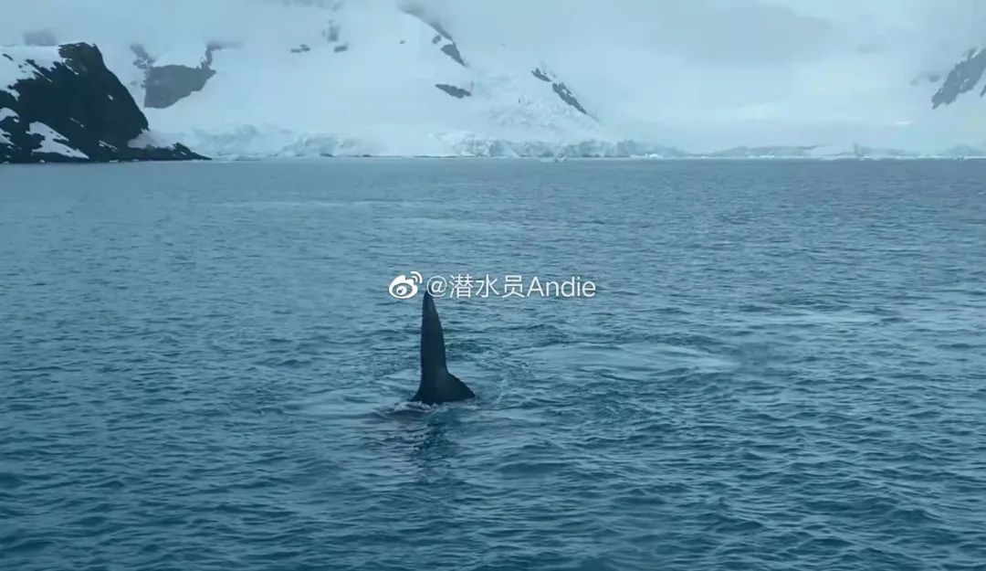 我在南极养企鹅,我在南极的日子