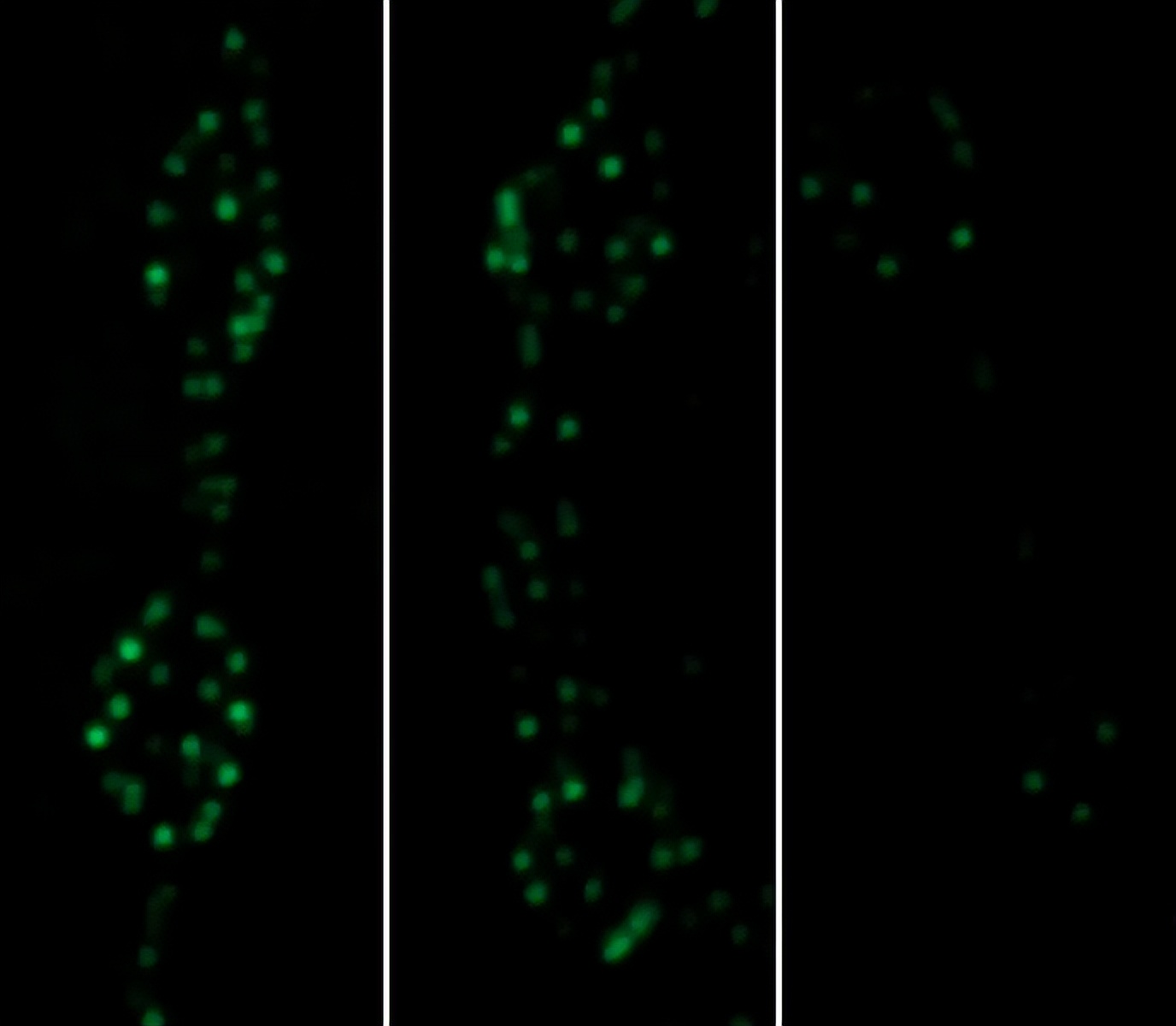 脑科学日报,脑科学日报最新消息