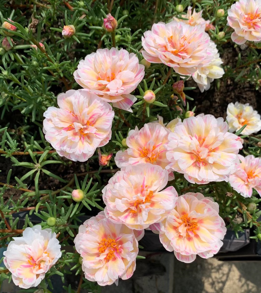 开花时间长又好看又好养的太阳花,太阳花是一种特别皮实好养的花